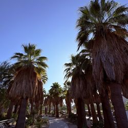 Agua Caliente Casino - Cathedral City - Daytime views