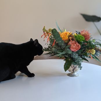 Nigella SF - Florists Near Me - San Francisco, California Nigella SF - Florists Near Me - San Francisco, California