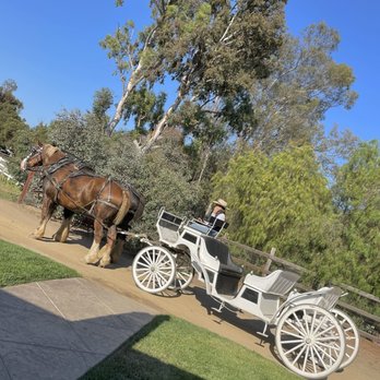 Temecula Carriage Company - Chewy & James - Wine Tours Near Me - Temecula, California Temecula Carriage Company - Chewy & James - Wine Tours Near Me - Temecula, California