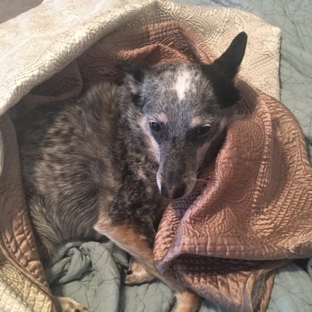 PLANO ANIMAL SERVICES - Updated November 2024 - 74 Photos & 75 Reviews