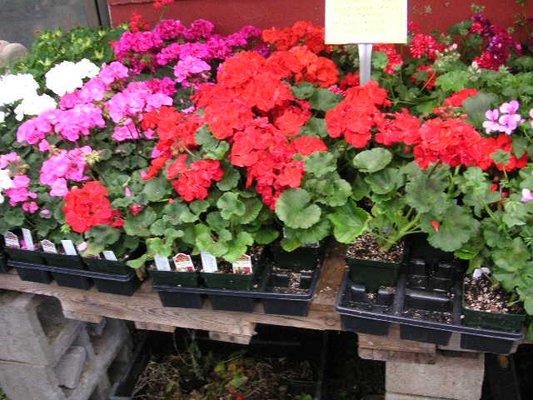 Plantscapes of Oregon by null