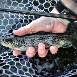 Concord Outfitters - Brown trout