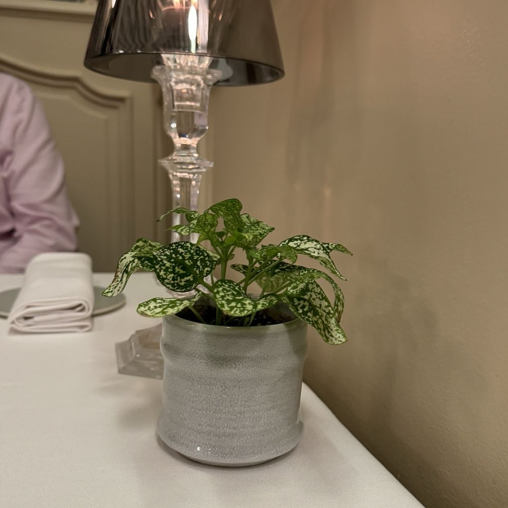 La Mère Brazier - Love plant - French Near Me - Lyon, 69