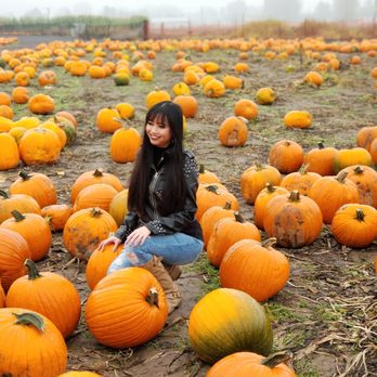 Carpinito Brothers Pumpkin Patch - Plenty of pumpkins to choose from, who wants to be my pumpkin pie? - Farmers Market Near Me - Kent, Washington