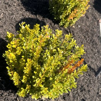 El Tapatio Landscaping - Planting - Landscaping Near Me El Tapatio Landscaping - Planting - Landscaping Near Me