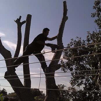 A1 Arbor Care And Landscape Design - Tree Services Near Me A1 Arbor Care And Landscape Design - Tree Services Near Me