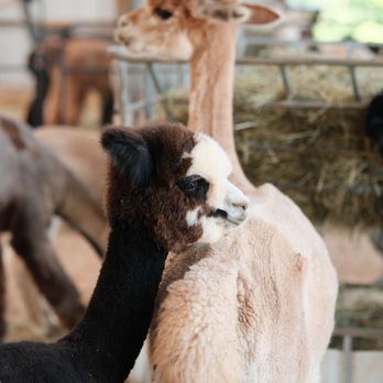 Black Barn Alpacas - Attraction Farms Near Me - Finksburg, Maryland