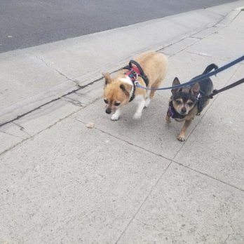 Maestro Pet Care - Dog Walkers Near Me - valley village, California Maestro Pet Care - Dog Walkers Near Me - valley village, California