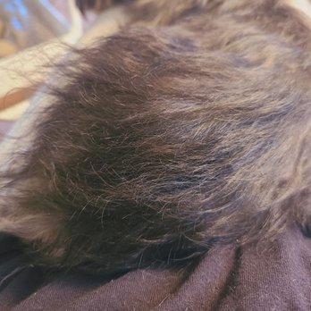 Petco - Frayed hair - Pet Stores Near Me - San Ramon, California Petco - Frayed hair - Pet Stores Near Me - San Ramon, California