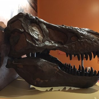 Morris Museum - T-rex - Museums Near Me - Morristown, New Jersey