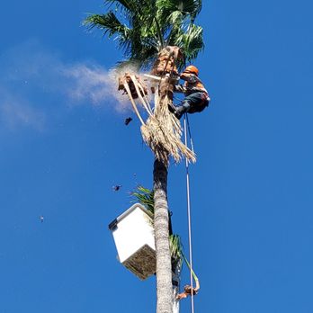 Ace Tree Service - Landscaping Near Me Ace Tree Service - Landscaping Near Me