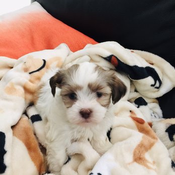 San Jose Puppies - Bella is sleepy! - Pet Services Near Me San Jose Puppies - Bella is sleepy! - Pet Services Near Me