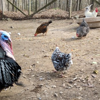 Rush Acres Farm - Fowl - Attraction Farms Near Me - Foristell, Missouri Rush Acres Farm - Fowl - Attraction Farms Near Me - Foristell, Missouri