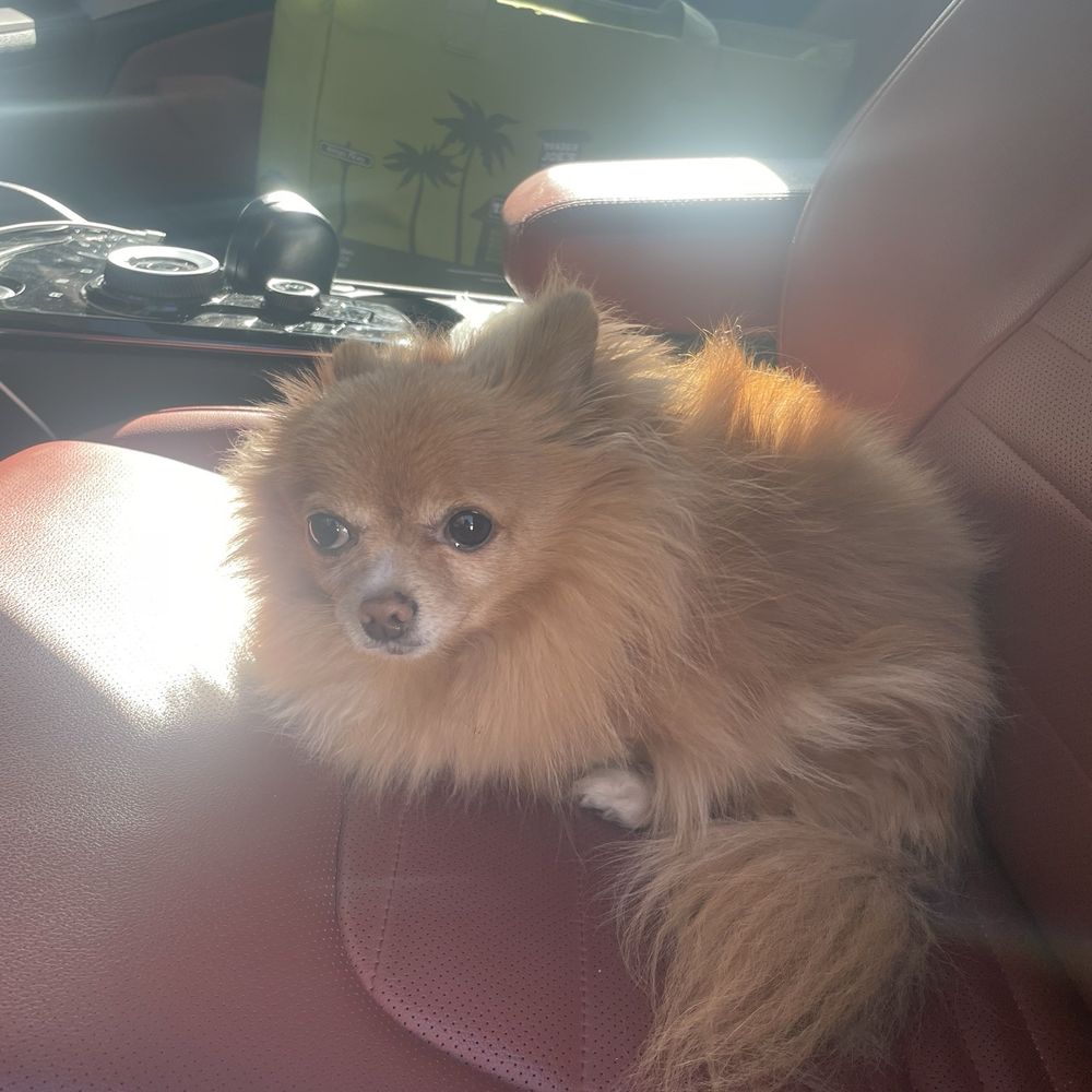 Lovely Pet Grooming - Before her grooming appointment - Pet Groomers Near Me - La Palma, California Lovely Pet Grooming - Before her grooming appointment - Pet Groomers Near Me - La Palma, California