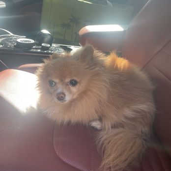 Lovely Pet Grooming - Before her grooming appointment - Pet Groomers Near Me - La Palma, California Lovely Pet Grooming - Before her grooming appointment - Pet Groomers Near Me - La Palma, California
