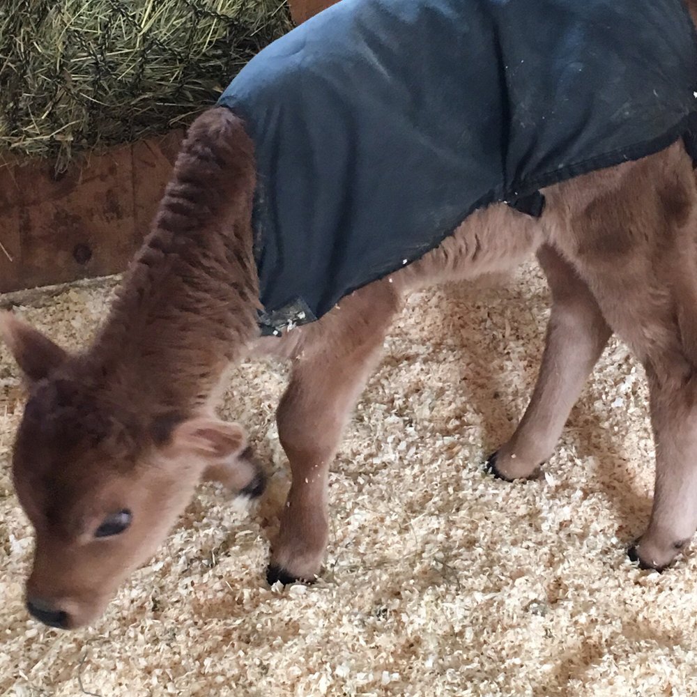 Merrifield Farm - Specialty Food Near Me - Gorham, Maine