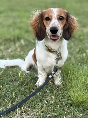 Kapiʻolani Regional Park by null