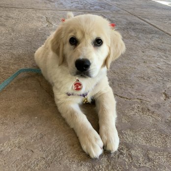 All Stage Canine Development - Showing off her bows at Gma's house! - Pet Training Near Me - Citrus Heights, California All Stage Canine Development - Showing off her bows at Gma's house! - Pet Training Near Me - Citrus Heights, California