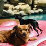 Photo of Hotel Home Pet Sitting
