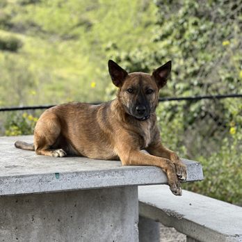 Structured Canine Training - Pet Training Near Me - Covina, California Structured Canine Training - Pet Training Near Me - Covina, California