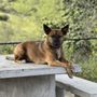 Photo of Structured Canine Training