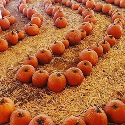 Arizona Pumpkin Patch