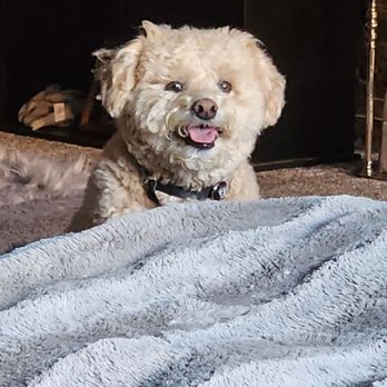 Zoomin Groomin - Charlie's a happy boy! - Pet Groomers Near Me