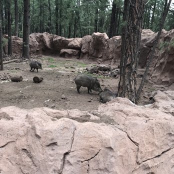 Bearizona - Zoos Near Me - Williams, Arizona