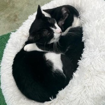 Save the Meow Meows Cat Lounge - Tommy & Margarita - Pet Adoption Near Me - Yucca Valley, California