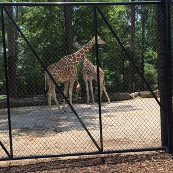 Birmingham Zoo - There are four Giraffes in this picture. - Zoos Near Me - Birmingham, Alabama