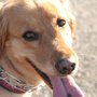 Fair Haven Animal Hospital