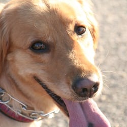 Fair Haven Animal Hospital - Happy!
