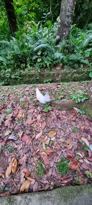 Bukit Batok Nature Park by null