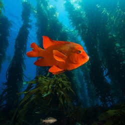 Scuba Steve's Dive Adventures