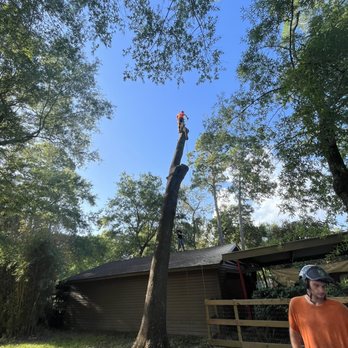 Mike's Tree Service - Large oak temoval - Tree Services Near Me - La Porte, Texas