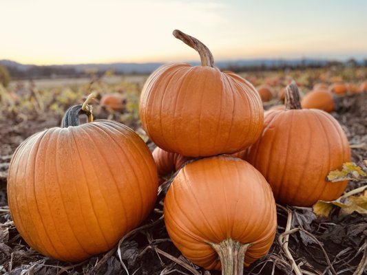 The Pumpkin Patch on Sauvie Island, Portland's original by null