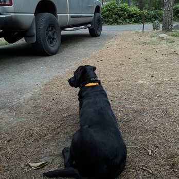 The Better Dog - Layla off-leash enjoying camp life. This would have NEVER been possible before training with The Better Dog Co. - Pet Training Near Me The Better Dog - Layla off-leash enjoying camp life. This would have NEVER been possible before training with The Better Dog Co. - Pet Training Near Me