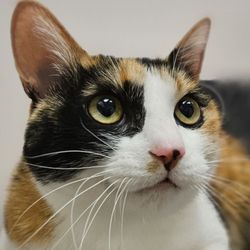 Avro Pet Hospital - Ahsoka's eyes hold galaxies--curious, calm, and completely captivating. We're smitten!