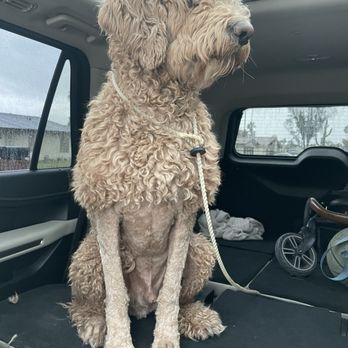Petco - My dog after his grooming appointment. - Pet Training Near Me - Mesa, Arizona