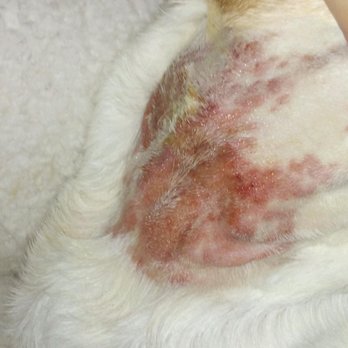 Reilly's B&B for Dogs - She put a shock collar on our dog w/o our consent. My dog's neck was badly infected when we picked him up. Vet recommends never use again. - Pet Sitting Near Me - New River, Arizona Reilly's B&B for Dogs - She put a shock collar on our dog w/o our consent. My dog's neck was badly infected when we picked him up. Vet recommends never use again. - Pet Sitting Near Me - New River, Arizona