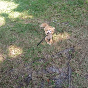 U DIRTY DOG PET GROOMING - Updated July 2025 - 14 Photos