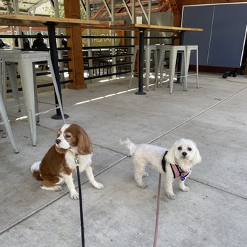 Alpaca Coffee & Tea - Dog friendly patio - Coffee & Tea Near Me - Idyllwild, California Alpaca Coffee & Tea - Dog friendly patio - Coffee & Tea Near Me - Idyllwild, California