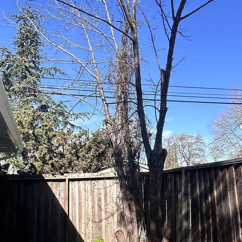 Rivas Tree Services - Tree Services Near Me Rivas Tree Services - Tree Services Near Me