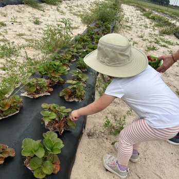 Rockberry Ranch - Pick Your Own Farms Near Me - Poteet, Texas