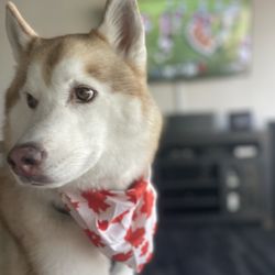Conway Veterinary Hospital - Roland the red husky