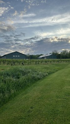 Sheldrake Point Winery by null