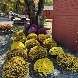 Silver Bell Farm - Mums available in the Produce Area