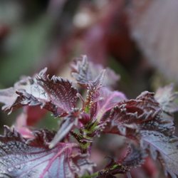Westyo Acupuncture and Herb - Perillae Folium is commonly known as Perilla leaf in English and Zĭ Sū Yè (紫苏叶)  in Chinese. It is used to treat cold and improve digestion.