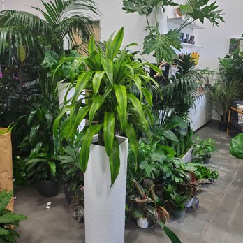 Interior Gardens - Lemon lime dracaena for the master bedroom corner - Nurseries & Gardening Near Me - Las Vegas, Nevada