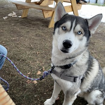 Five Shores - Dog friendly patio - Breweries Near Me - Beulah, Michigan Five Shores - Dog friendly patio - Breweries Near Me - Beulah, Michigan